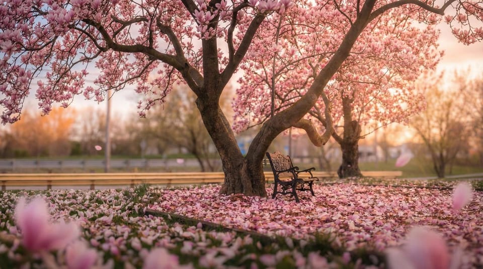 Spring, Natural landscape, Garden, Garden view