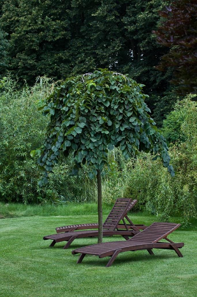 Natural landscape