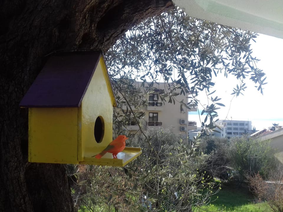 Aleksandra Apartment in Budva