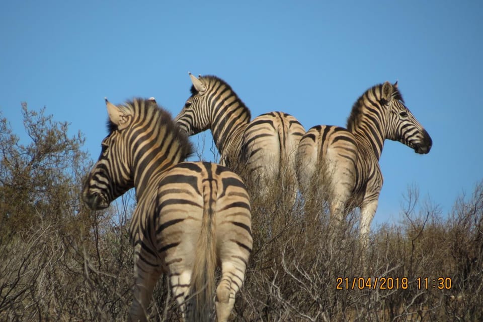 Animals