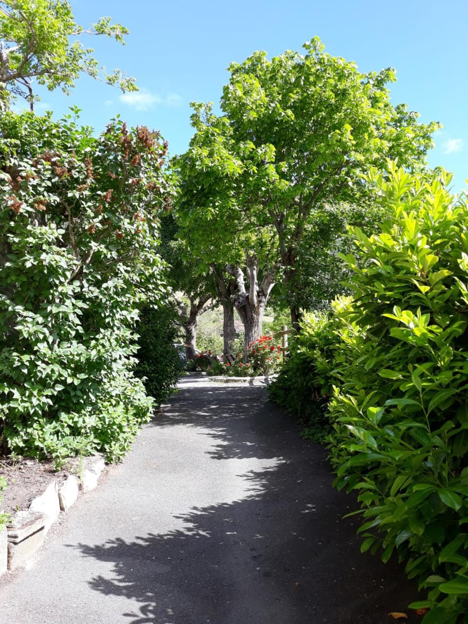Natural landscape, Garden view
