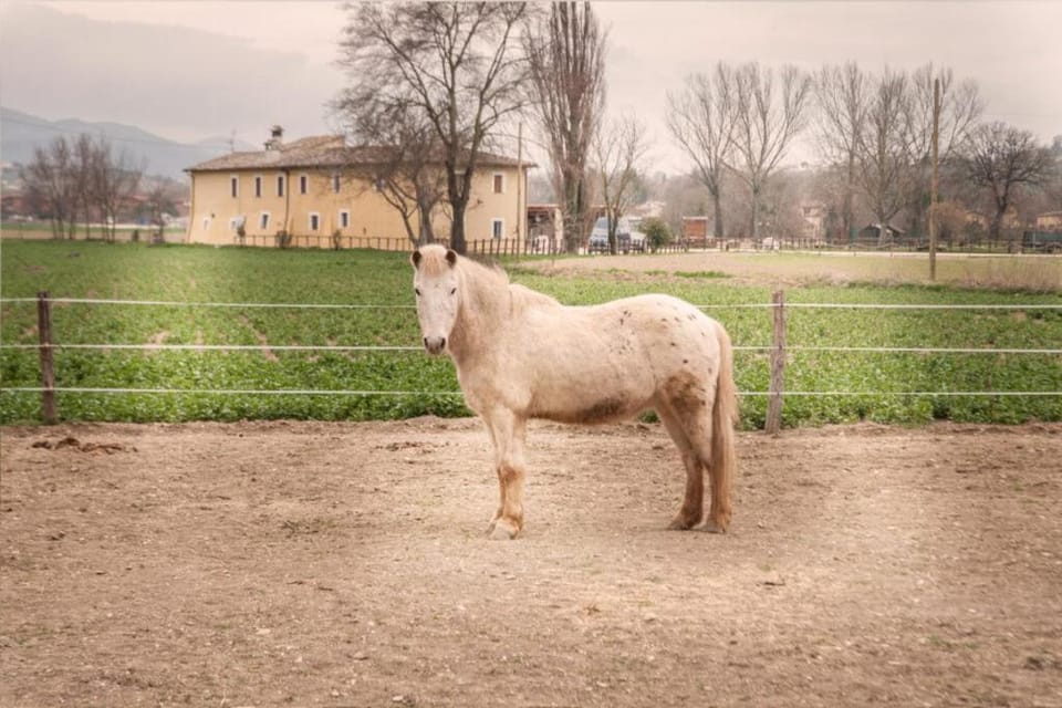 Agriturismo Stovali Da Lustrinu Farm Stay in Umbria