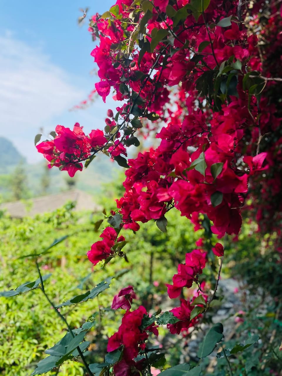 So H'mong Homestay Vacation rental in Vietnam