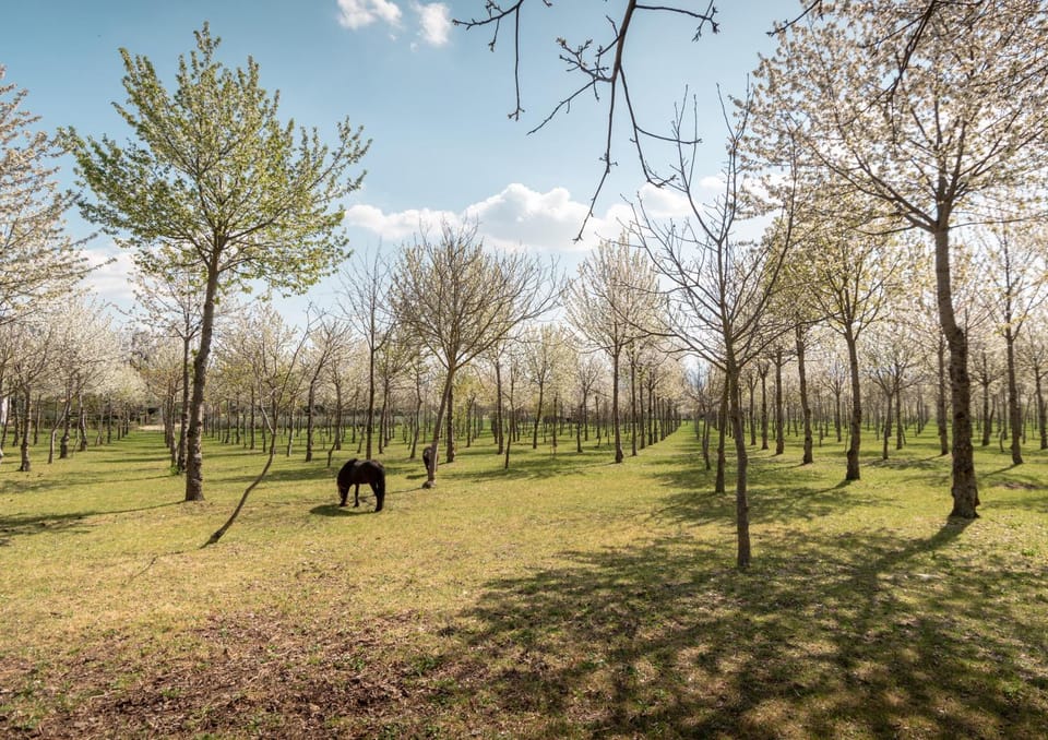 Natural landscape, Animals