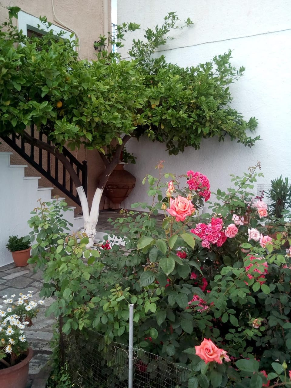 Spring, Garden