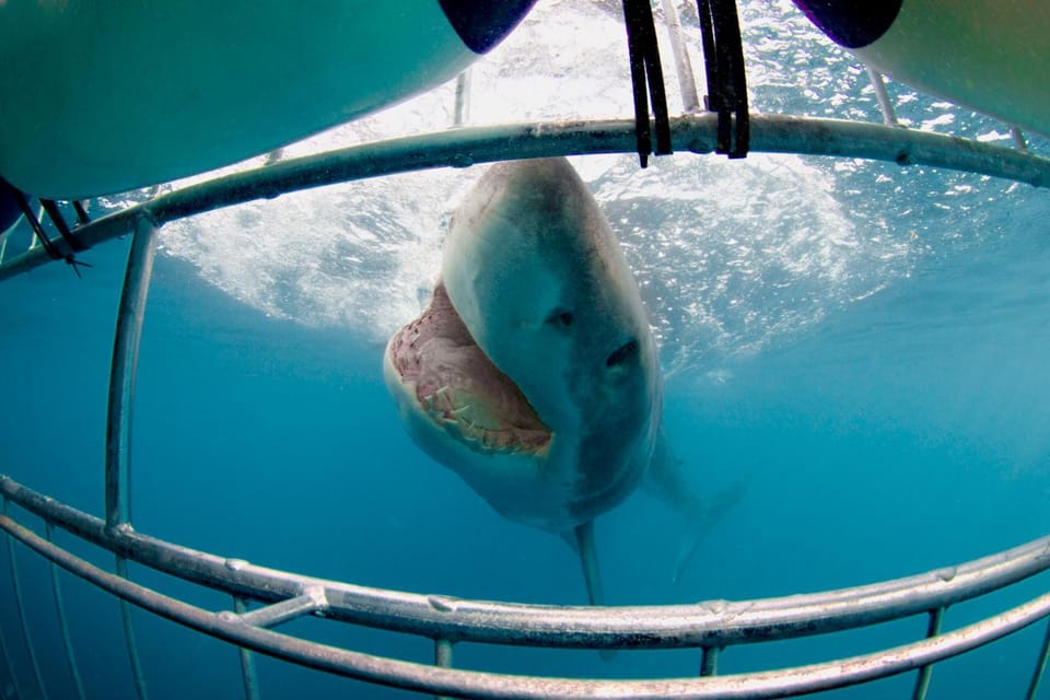 Diving