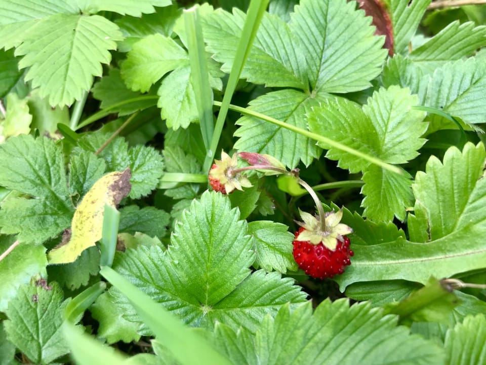 Vila Rila Samokov Villa in North Macedonia