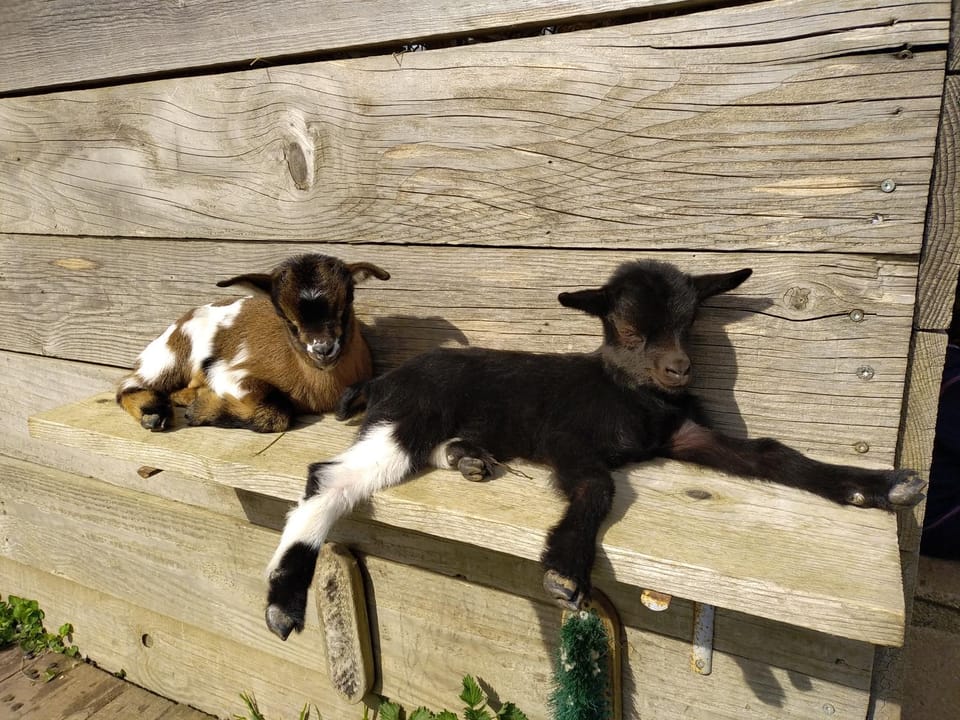 Day, Animals, Pets