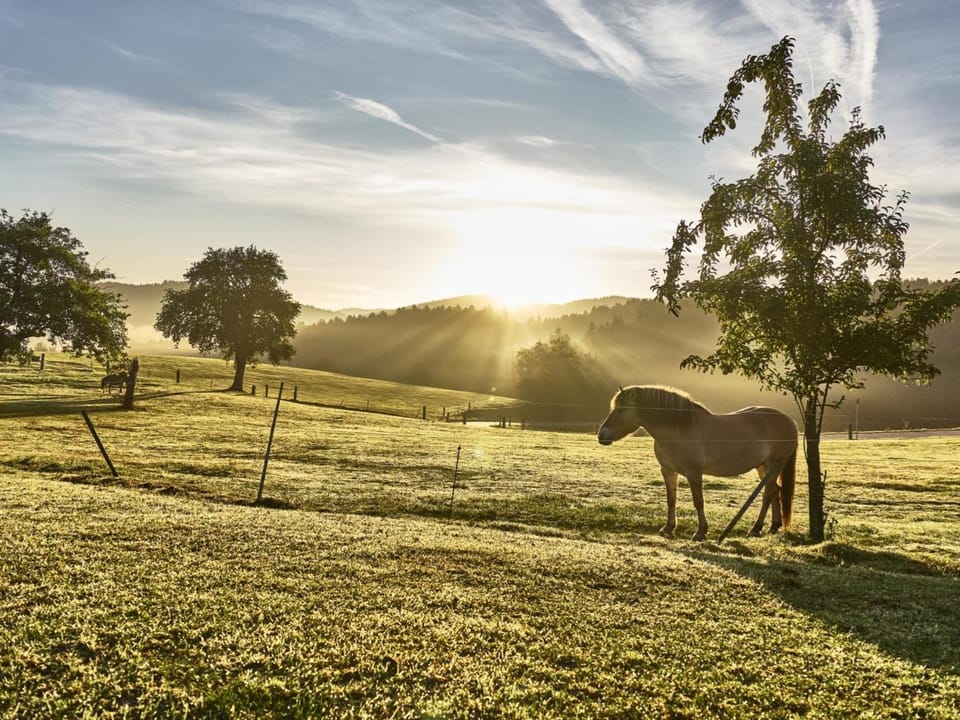 Natural landscape, Animals