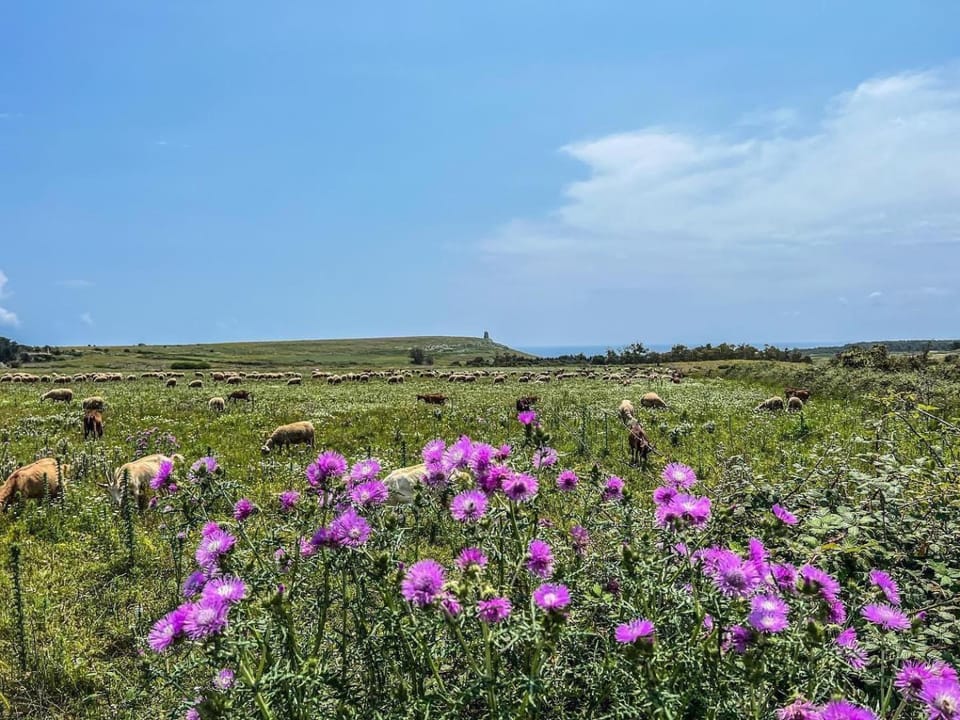 Casetta degli Ulivi Villa in Apulia