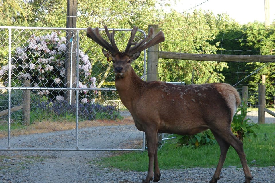 McIvor Lodge Bed and Breakfast in Invercargill