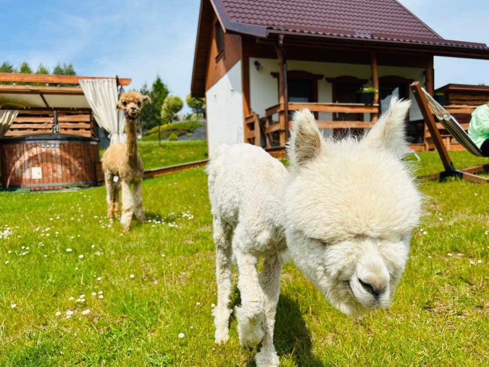 Domki Eden z Balią i sauną Nature lodge in Pomeranian Voivodeship