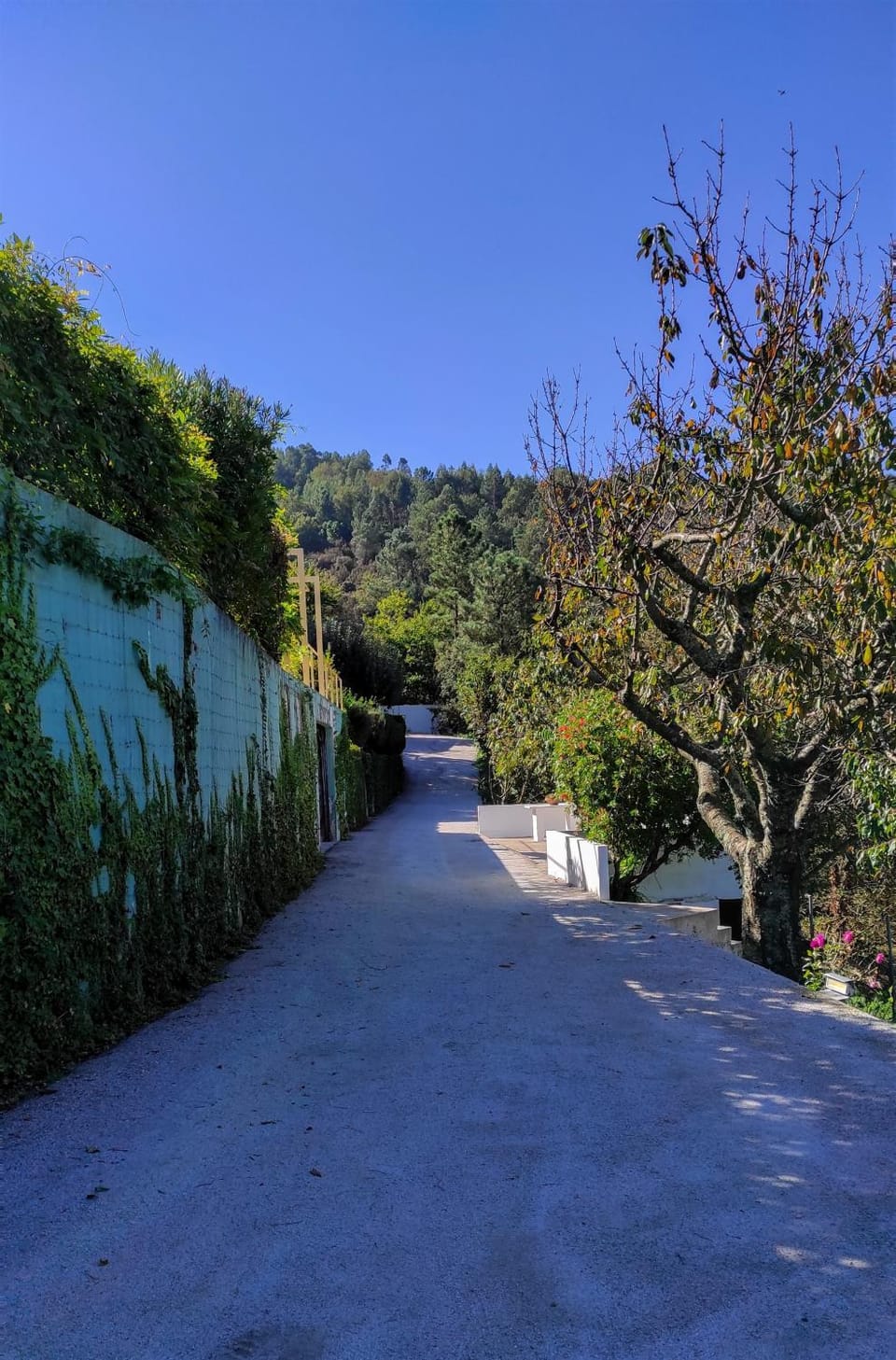 Garden, Hiking, Garden view