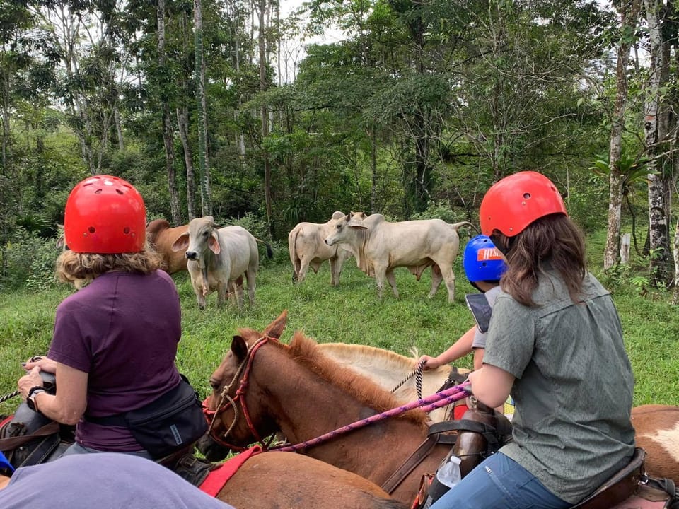 Activities, Animals