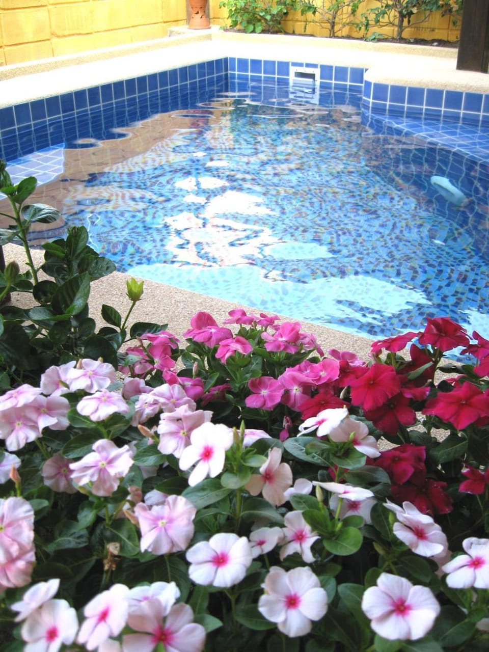Swimming pool, Swimming pool
