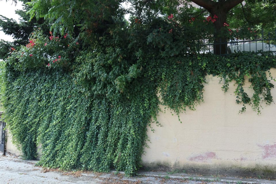 Natural landscape, Garden view