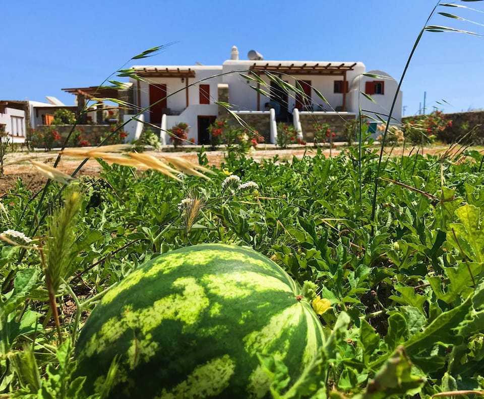Property building, Natural landscape, Garden