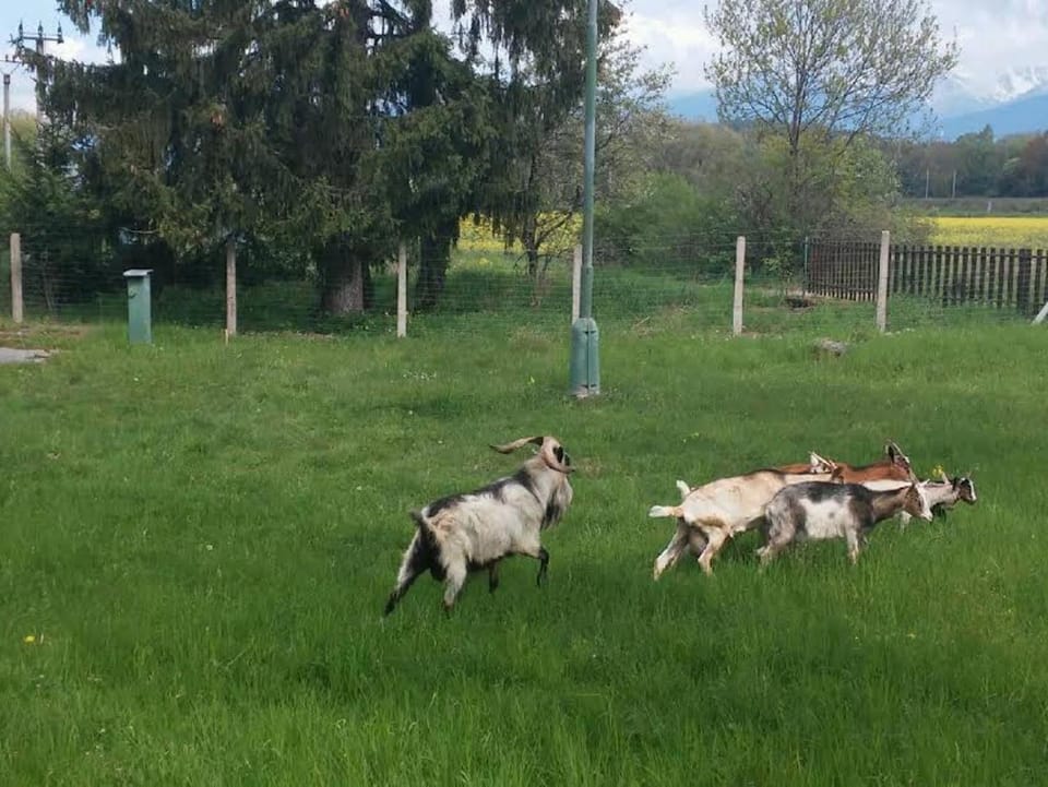 Nearby landmark, Neighbourhood, Natural landscape, Pets, Pets