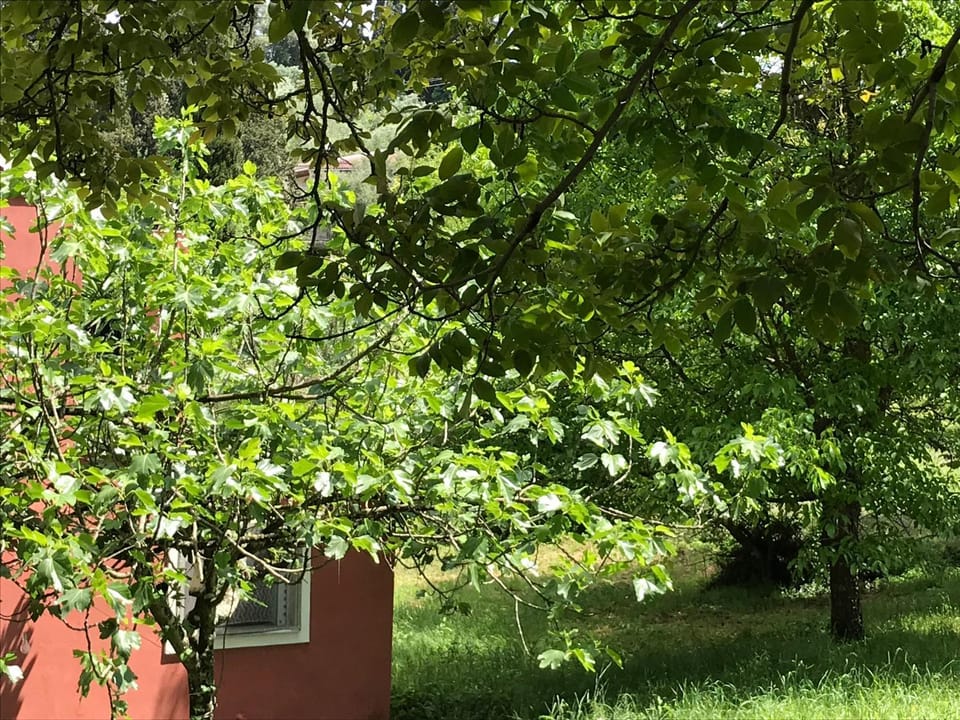 GEORGE'S HOUSE Apartment in Peloponnese, Western Greece and the Ionian