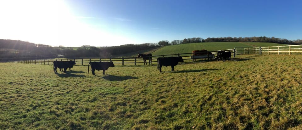 Spring, Day, Animals, On site