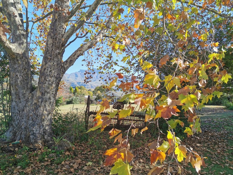 Natural landscape, Garden