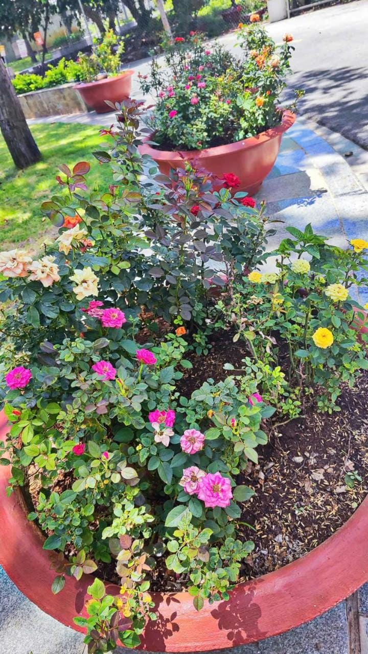 Day, Garden, Garden view