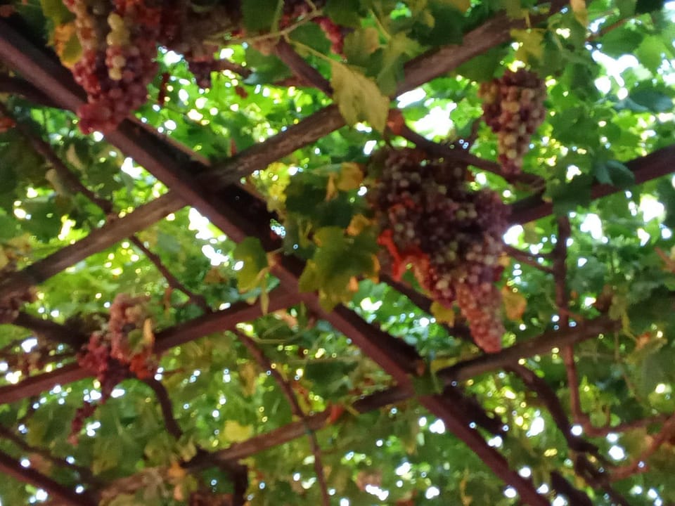 Agriturismo Il Melograno Farm Stay in Sardinia