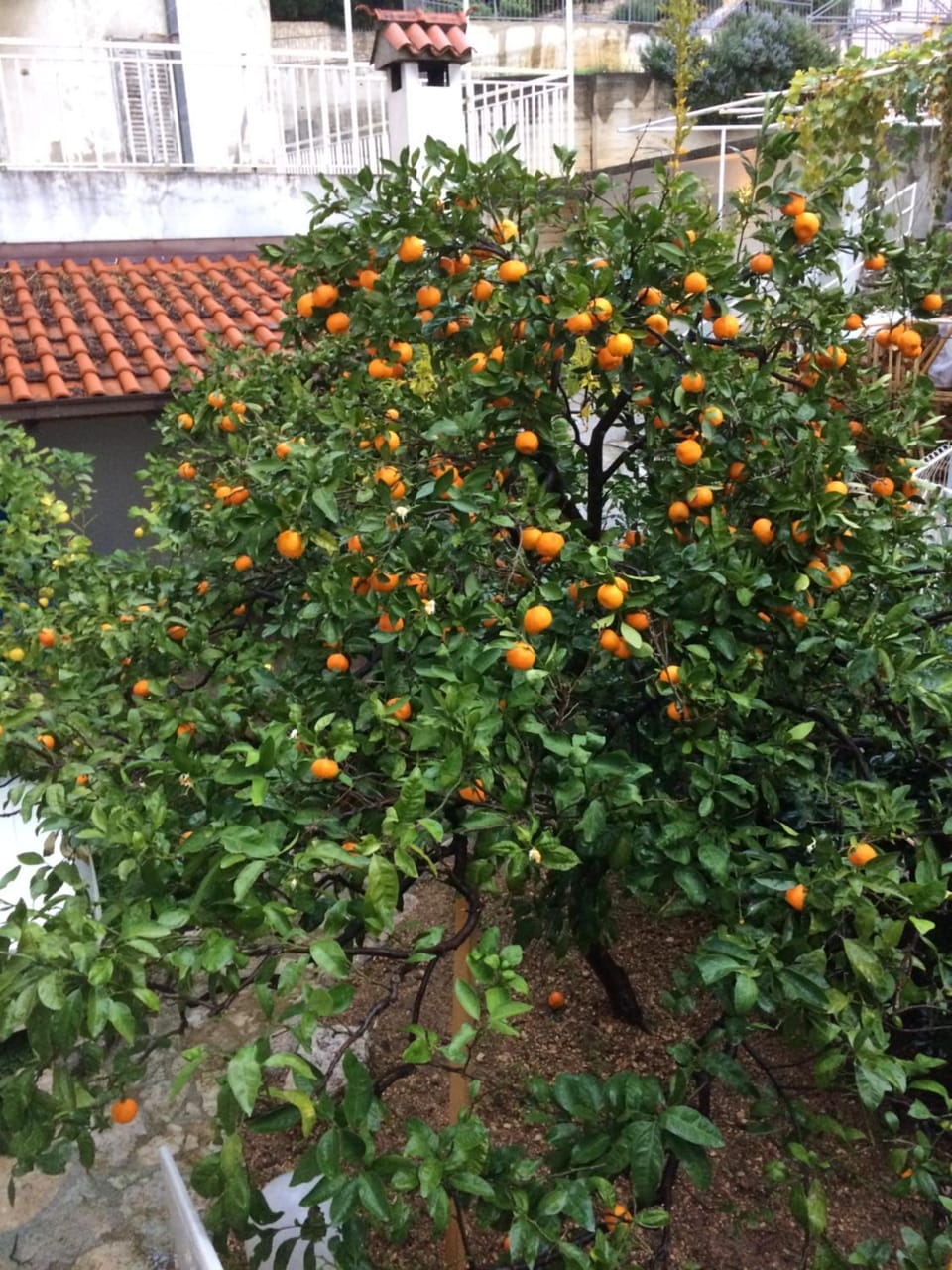 Garden, Garden