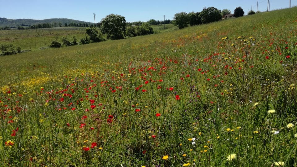 Agriturismo cavallin del papa Apartment in Tuscany