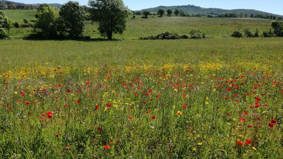 Agriturismo cavallin del papa Apartment in Tuscany