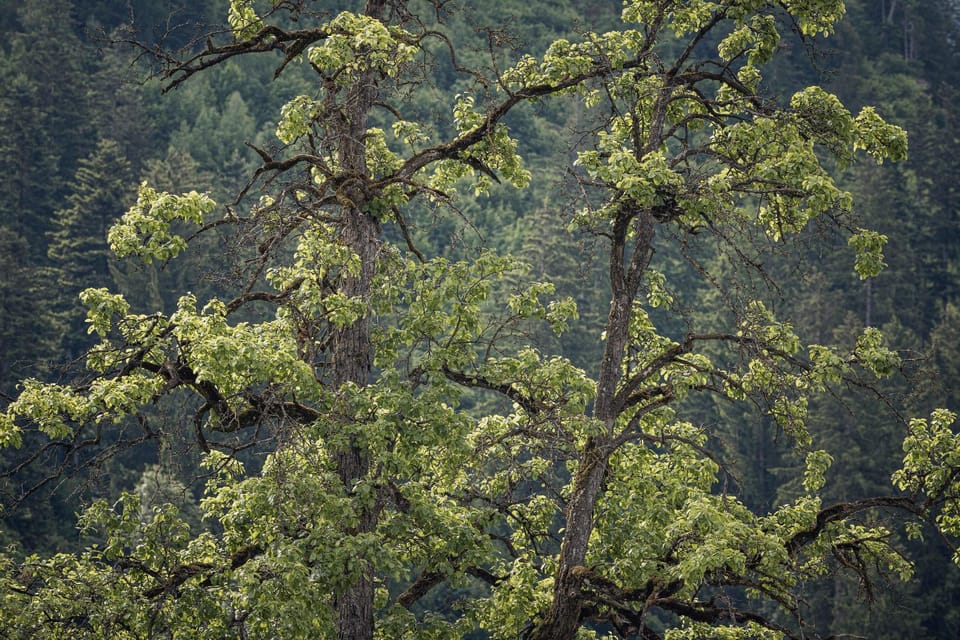 Natural landscape