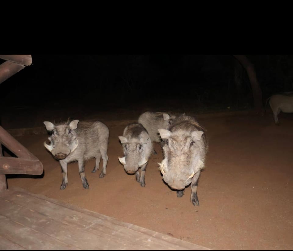 Animals, Guests