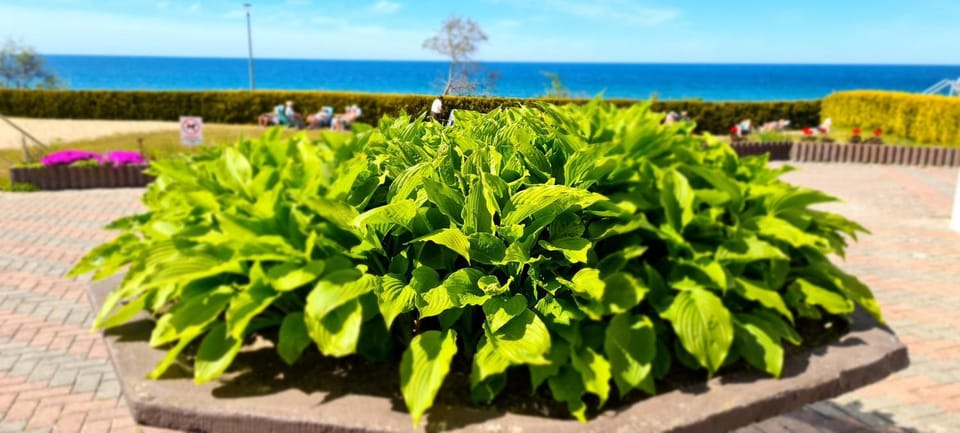 Garden view, Sea view