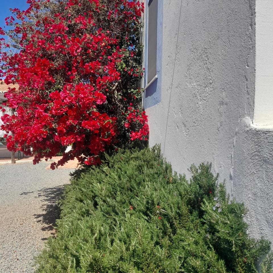 Spring, Garden, Garden view