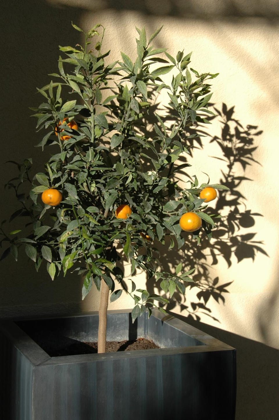 Patio, Garden