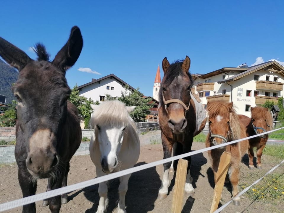 Animals