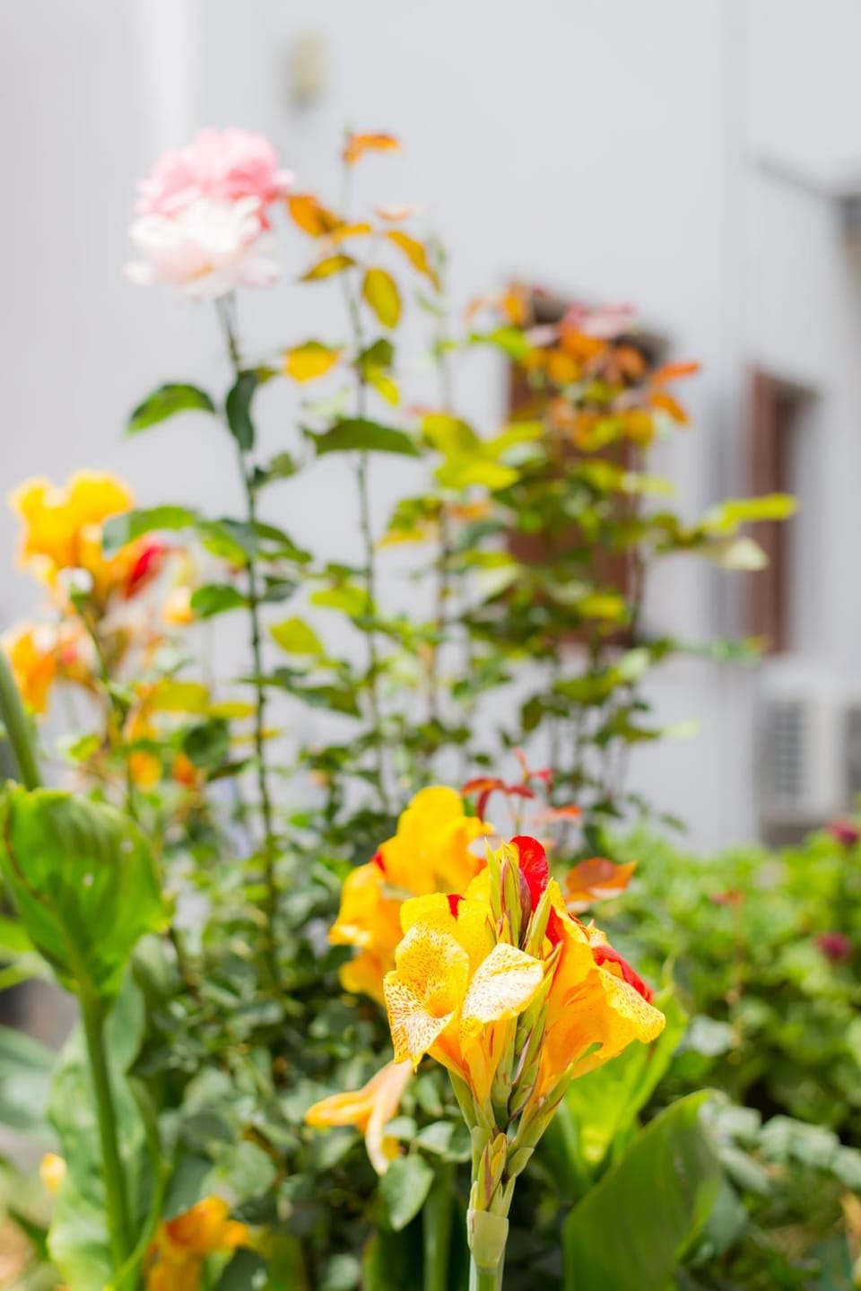 Stellar Apartments II Apartment in Platanias