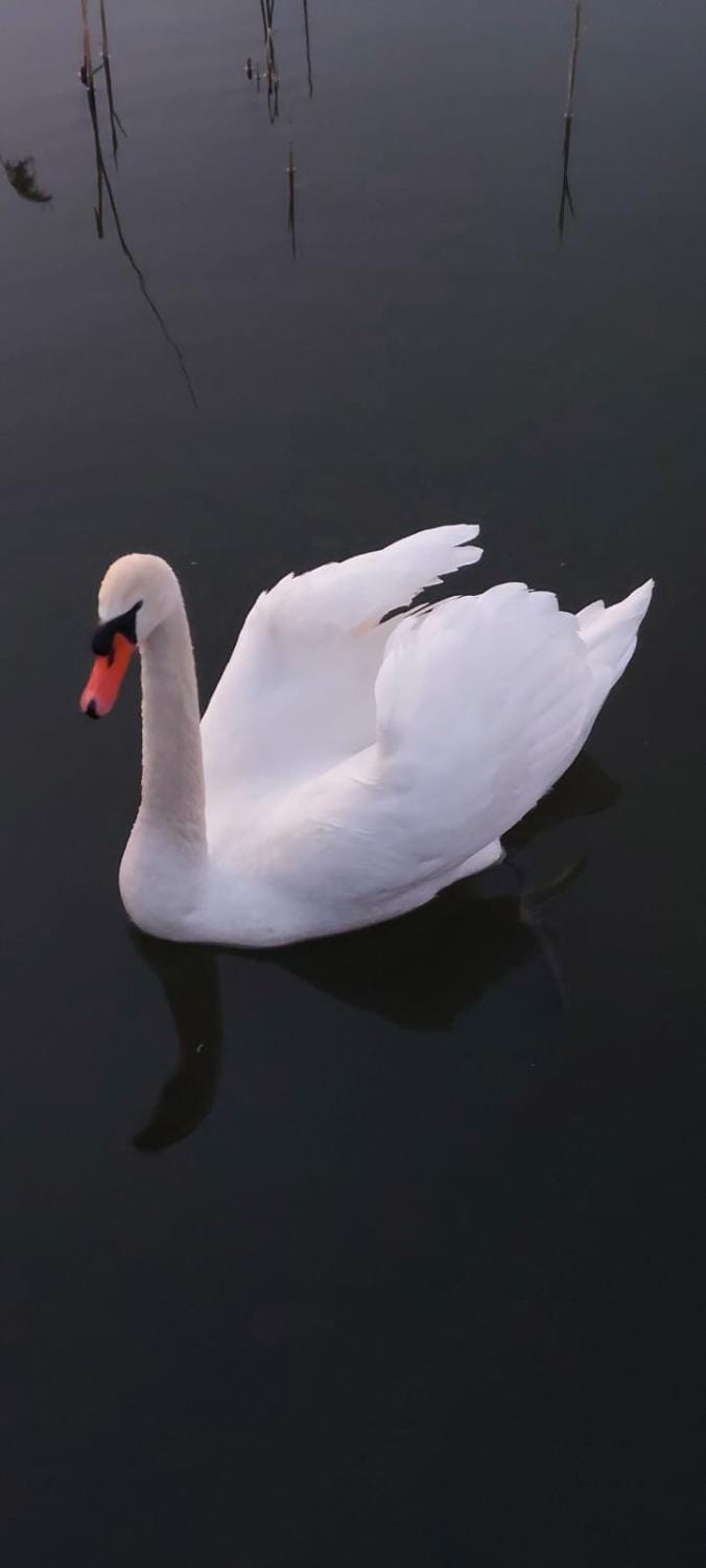 Domek nad jeziorem Bystrzyna Nature lodge in West Pomeranian Voivodeship, Poland