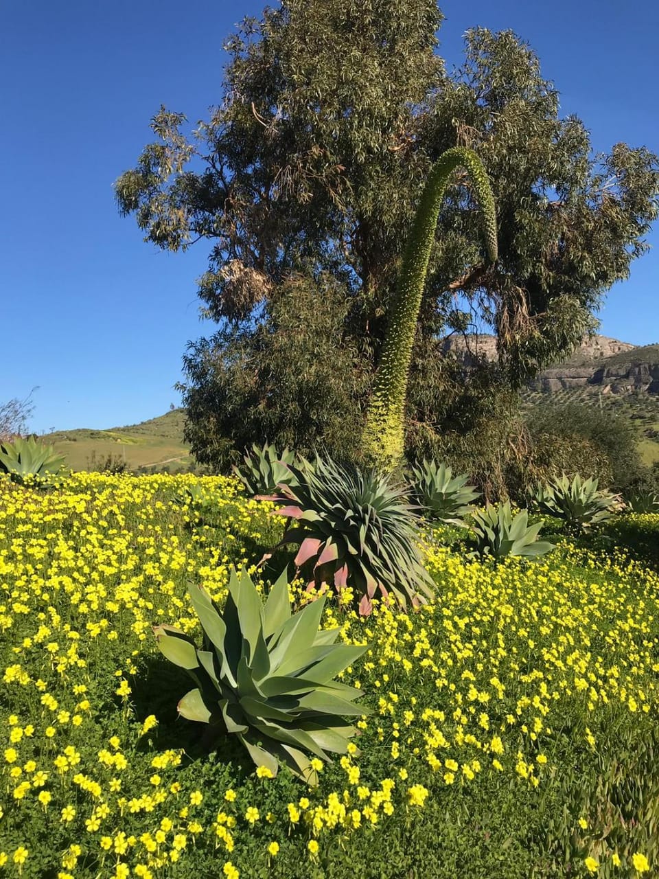 Natural landscape, Garden