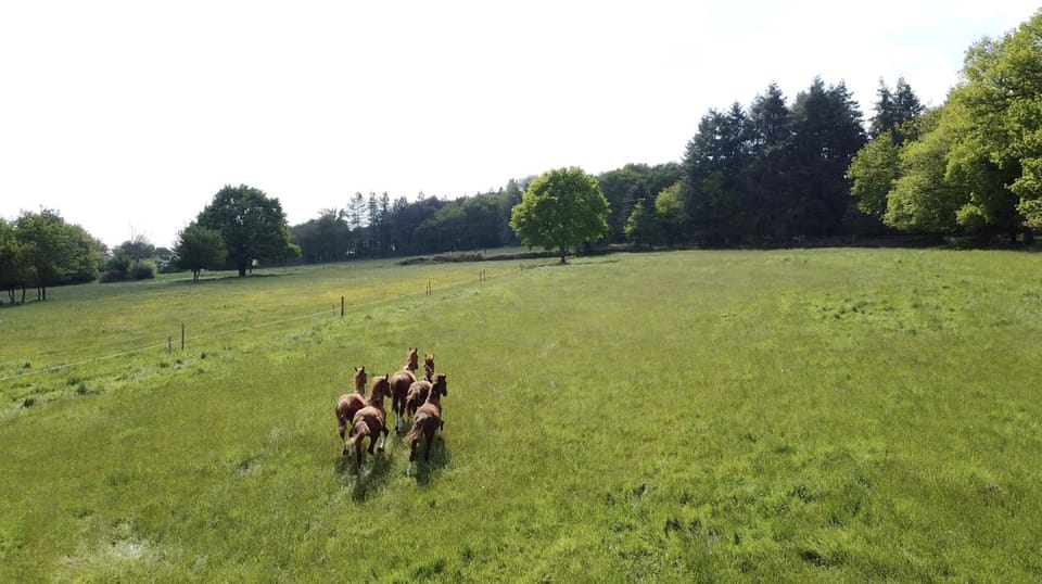 Le Cottage de la Doucette Country House in Paimpont