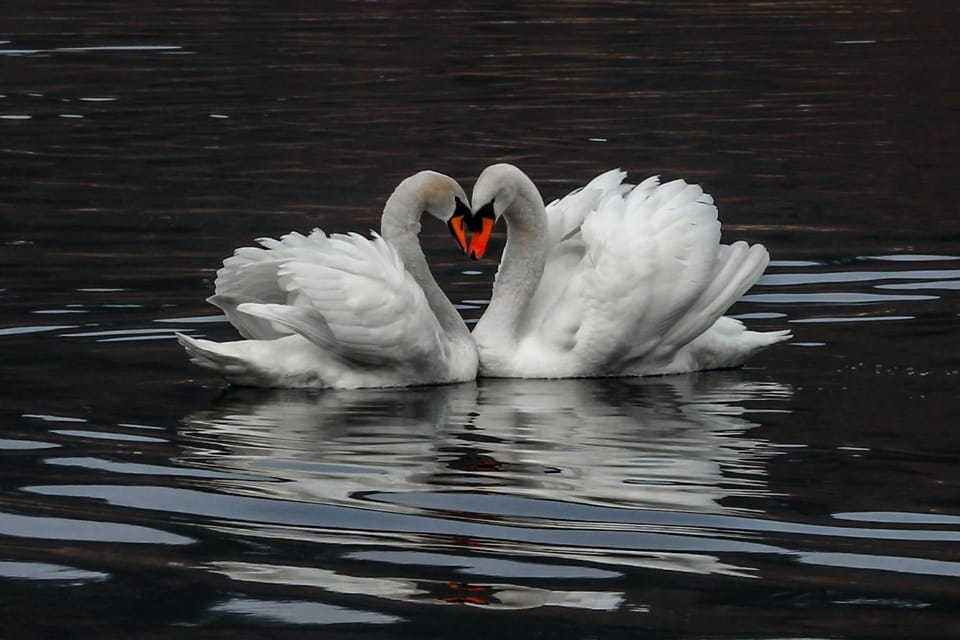 Apartments Koledniki Apartment in Bled