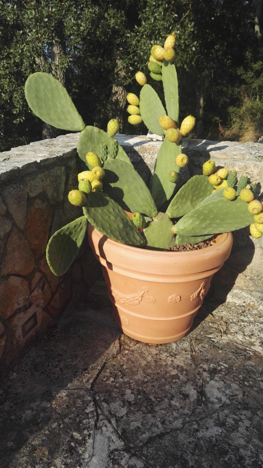 La Dimora Del Cuore Villa in Apulia
