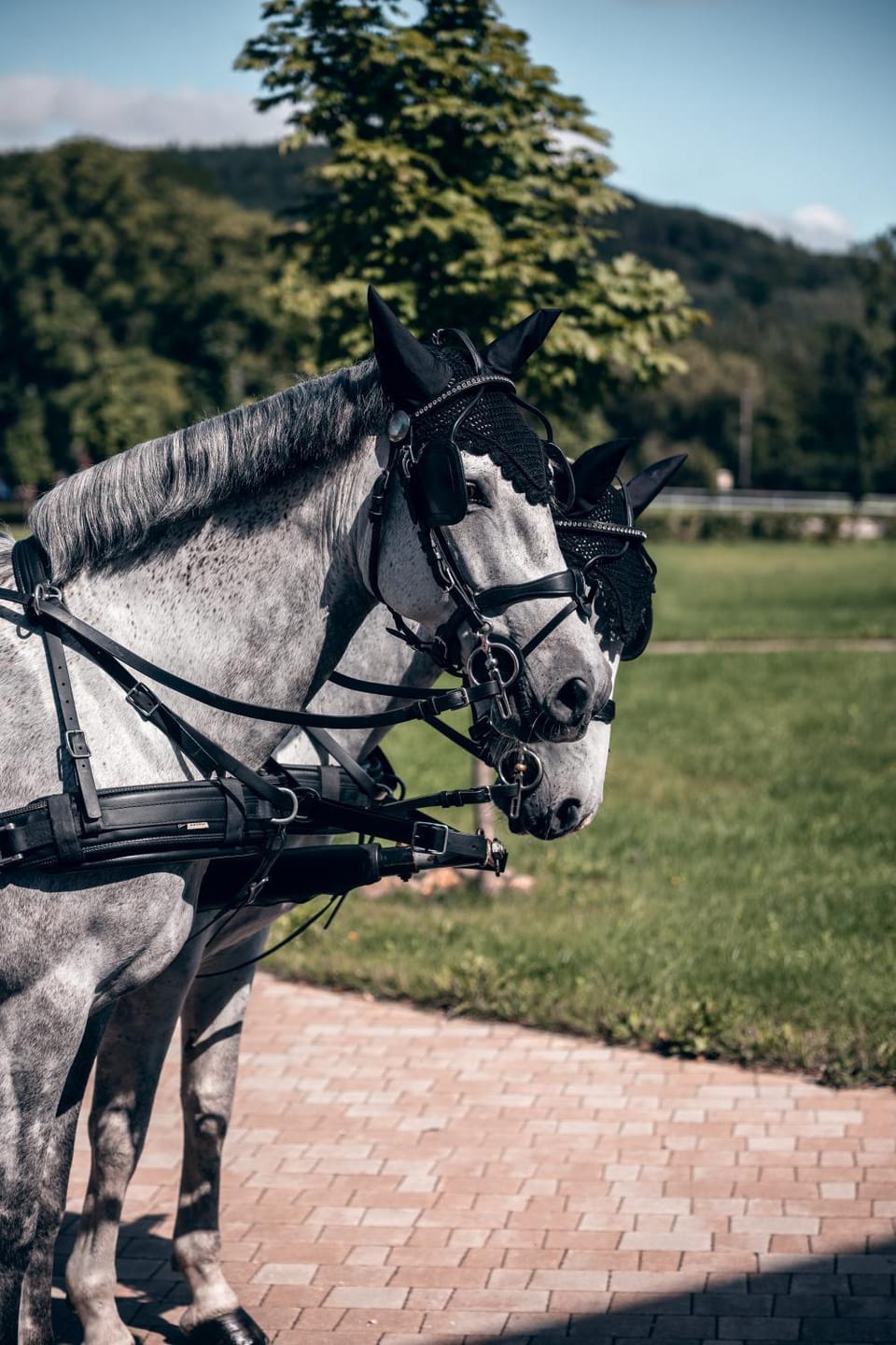 Horse-riding, Animals
