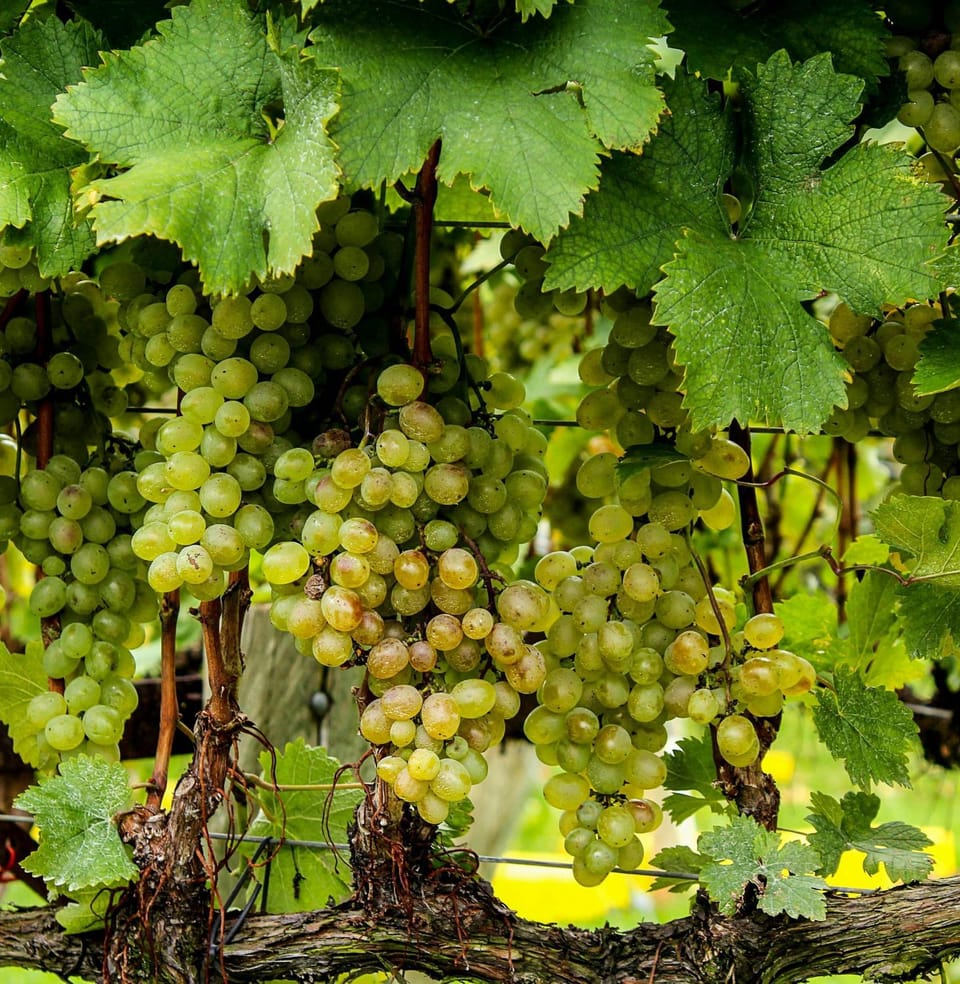 Day, Natural landscape, Food and drinks, Food