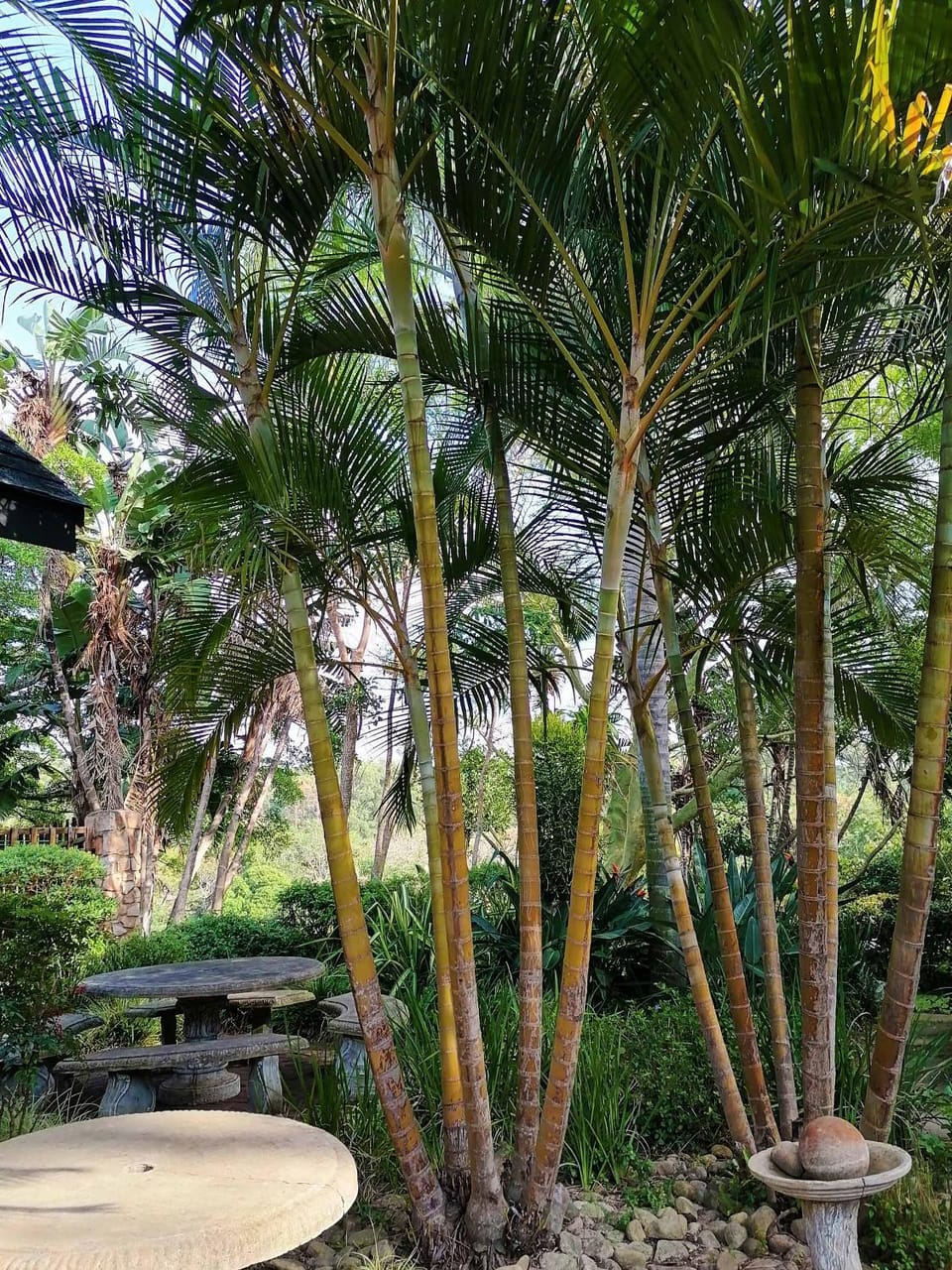Garden, Garden view, Garden view
