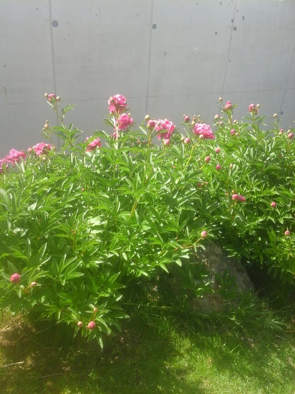 Reitbergs Nest Apartment in Salzburgerland