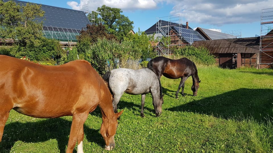 Animals