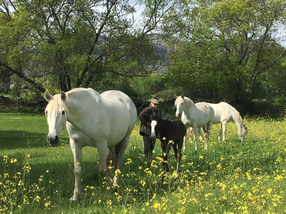 Animals