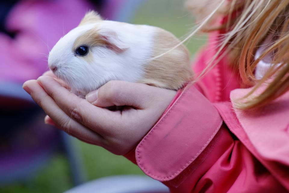 Activities, Animals, children