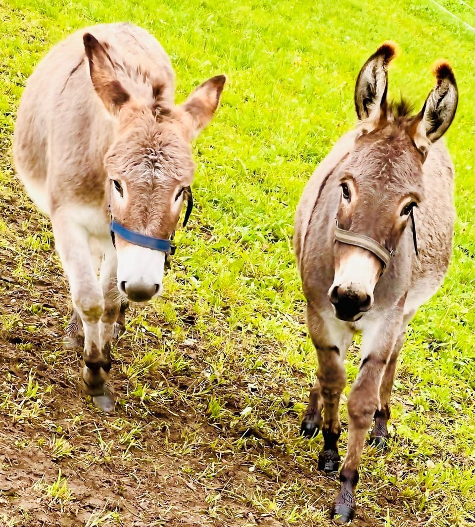 Animals